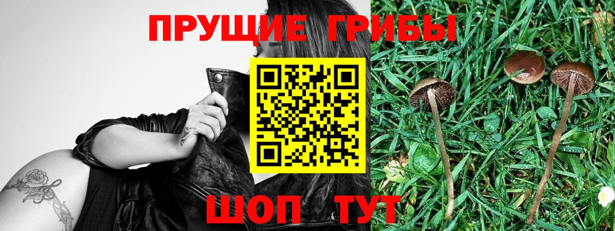Галлюциногенные грибы Cubensis  Вход с VPN  Славгород 
